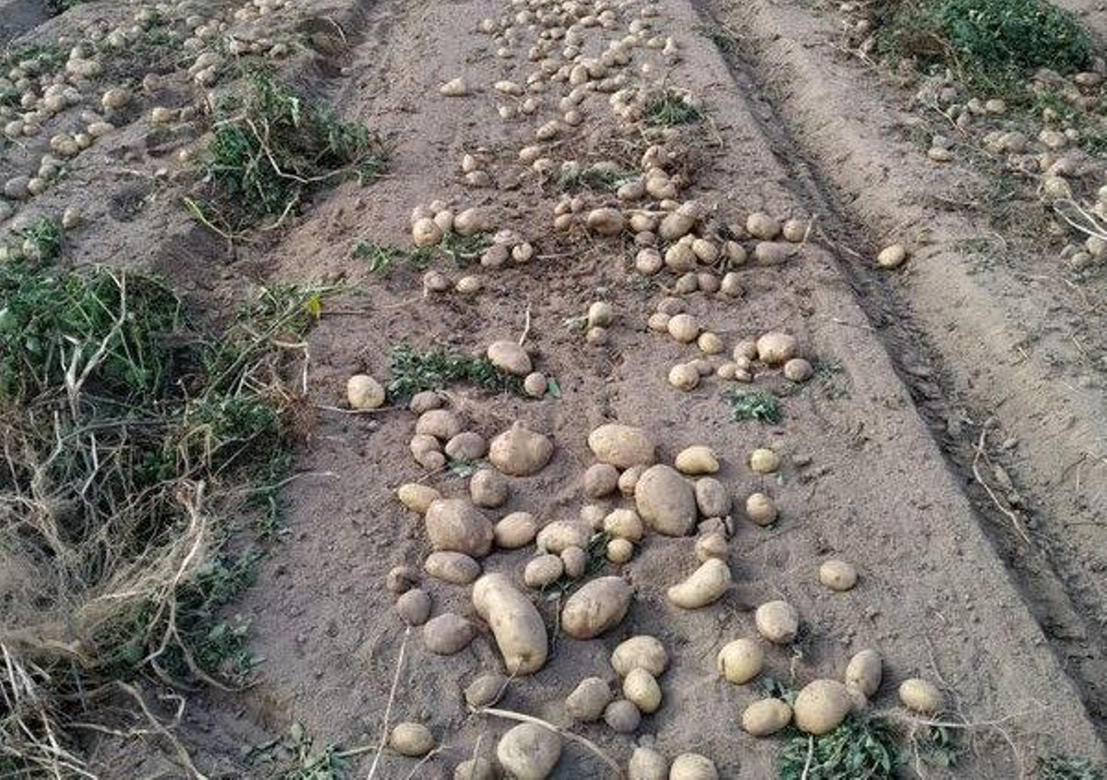 La calidad de la patata es óptima este año, a la espera de recoger otras zonas como la laguna.
