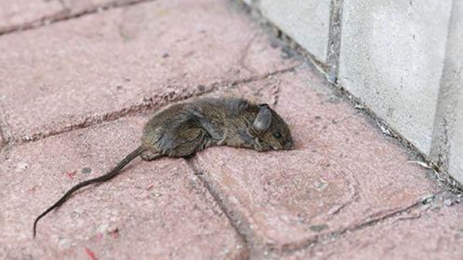 10.68.50.13archive20180723iago2312.jpg_web