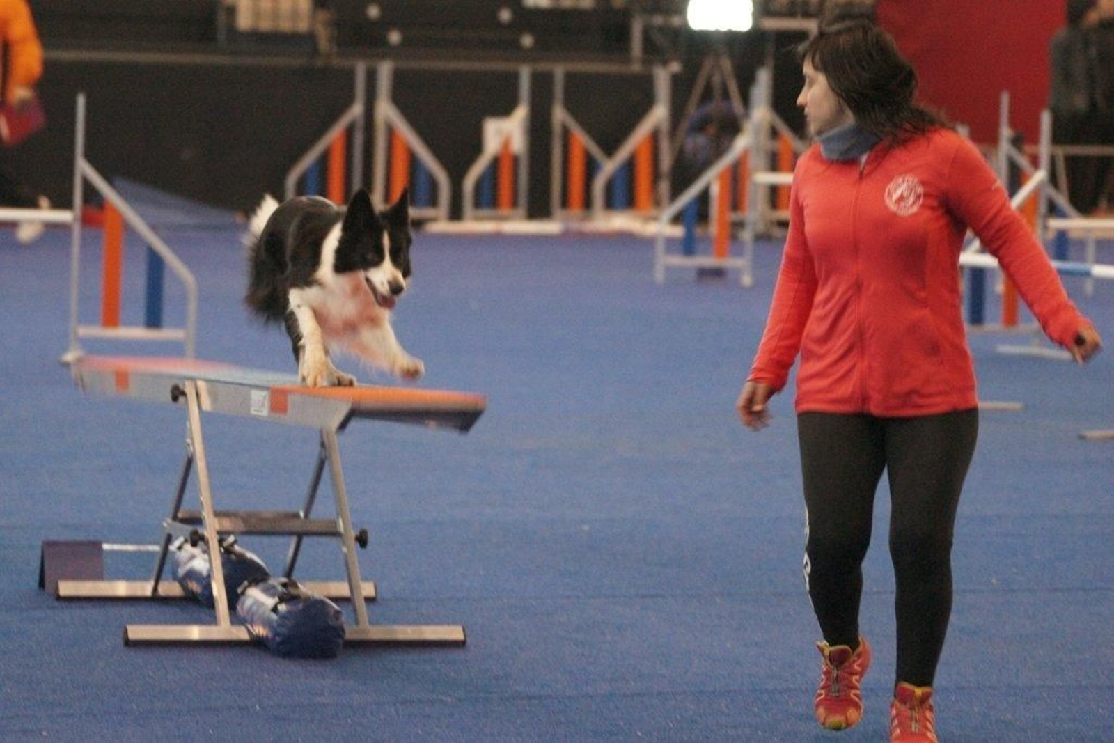 Exposición Canina en el Ifevi Foto Vicente07
