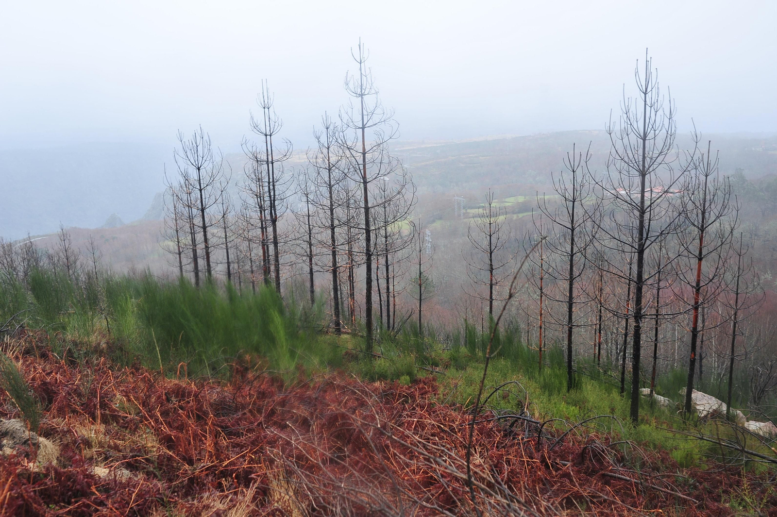 PARADA DE SIL, CABEZA DE MONTE MEDA 29/01/2020.- Degradación paisajística y medioambiental tras los incendios del 2017, Ribeira Sacra. José Paz