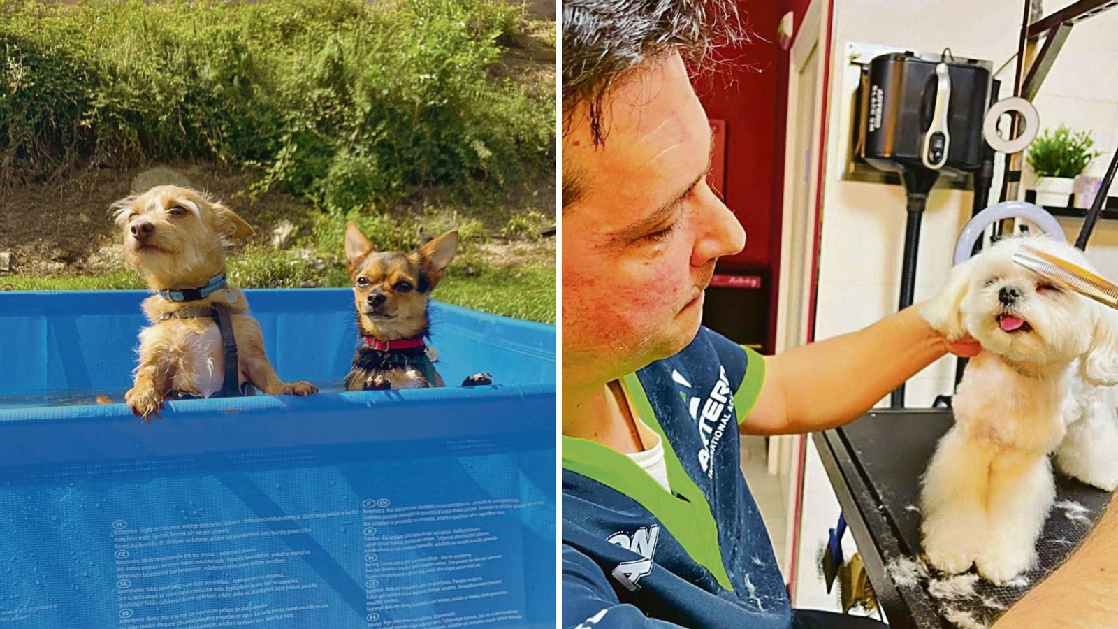 A la izquierda, dos perros dándose un baño en el hotel canino O Meu Can; a la derecha, Rubén realiza un corte de pelo a un can en su peluquería Art Dog.