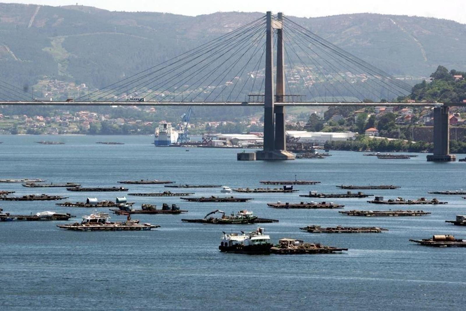 La inmensa mayoría de los polígonos de bateas de Galicia (en la foto en la Ría de VIgo) están cerrados desde hace varias semanas.