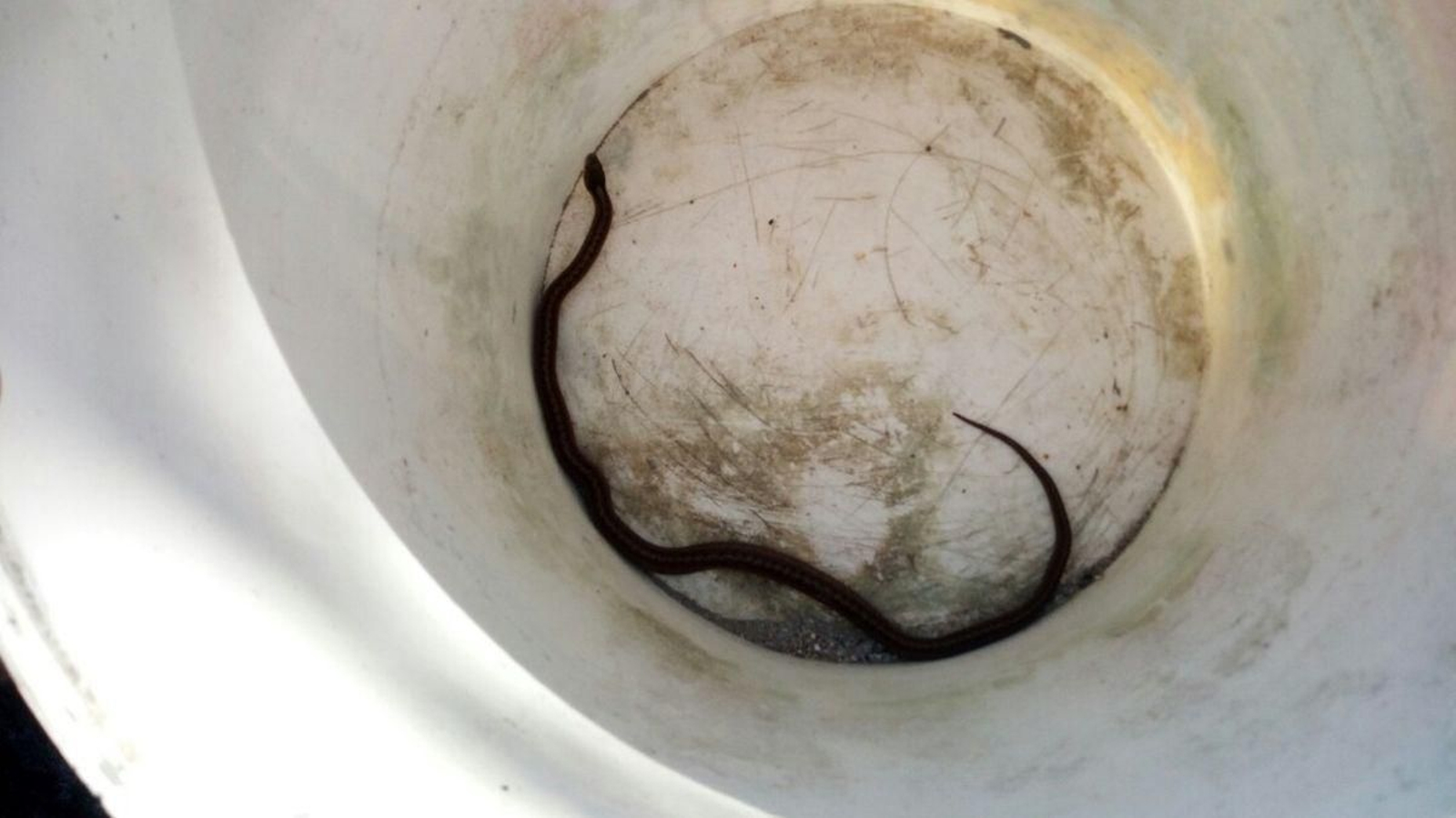 Aparece una serpiente en el Marco