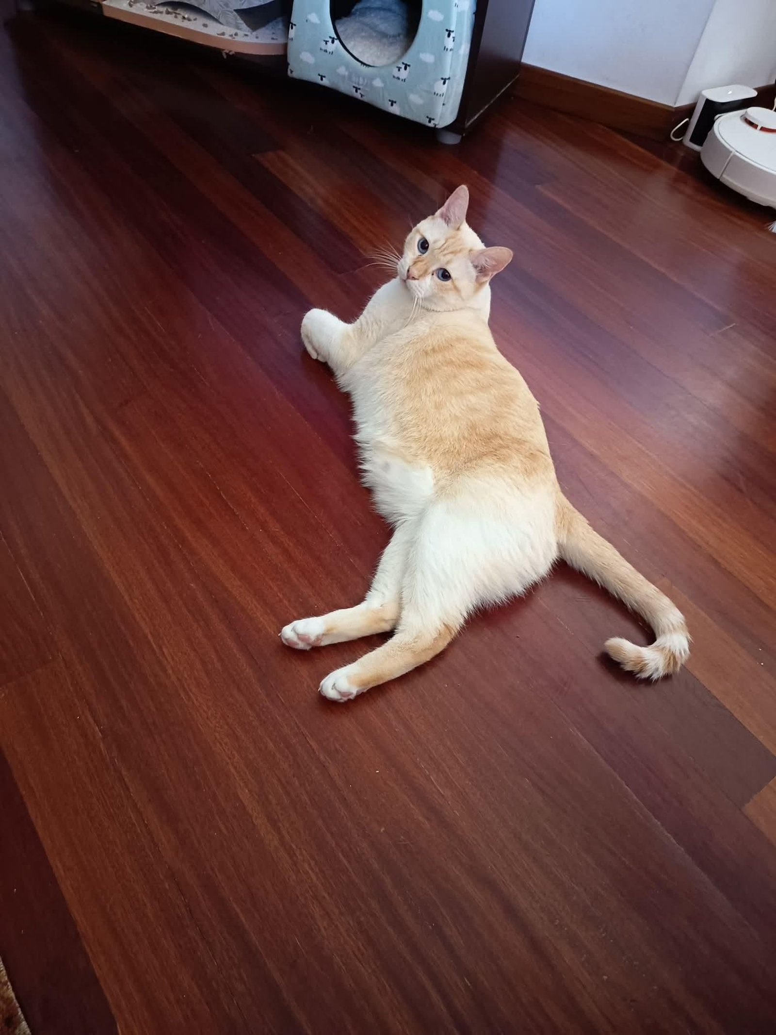 Rubi