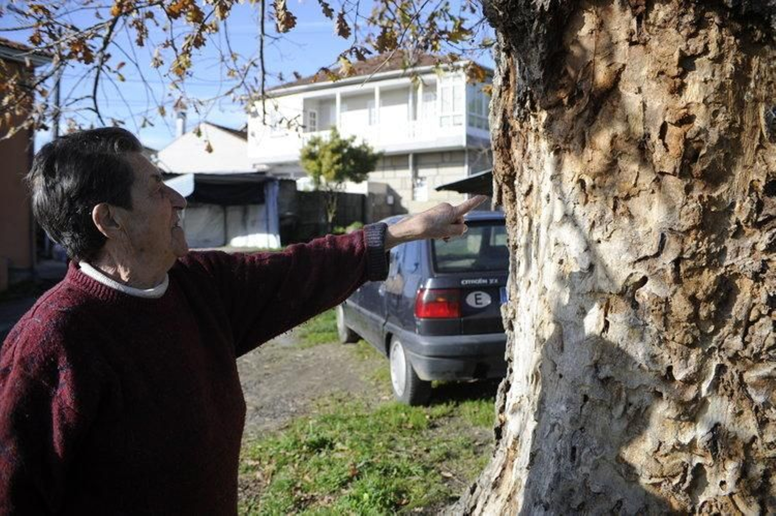 Sara Rodríguez muestra los agujeros del coleóptero en uno de los "carballos" de la plaza