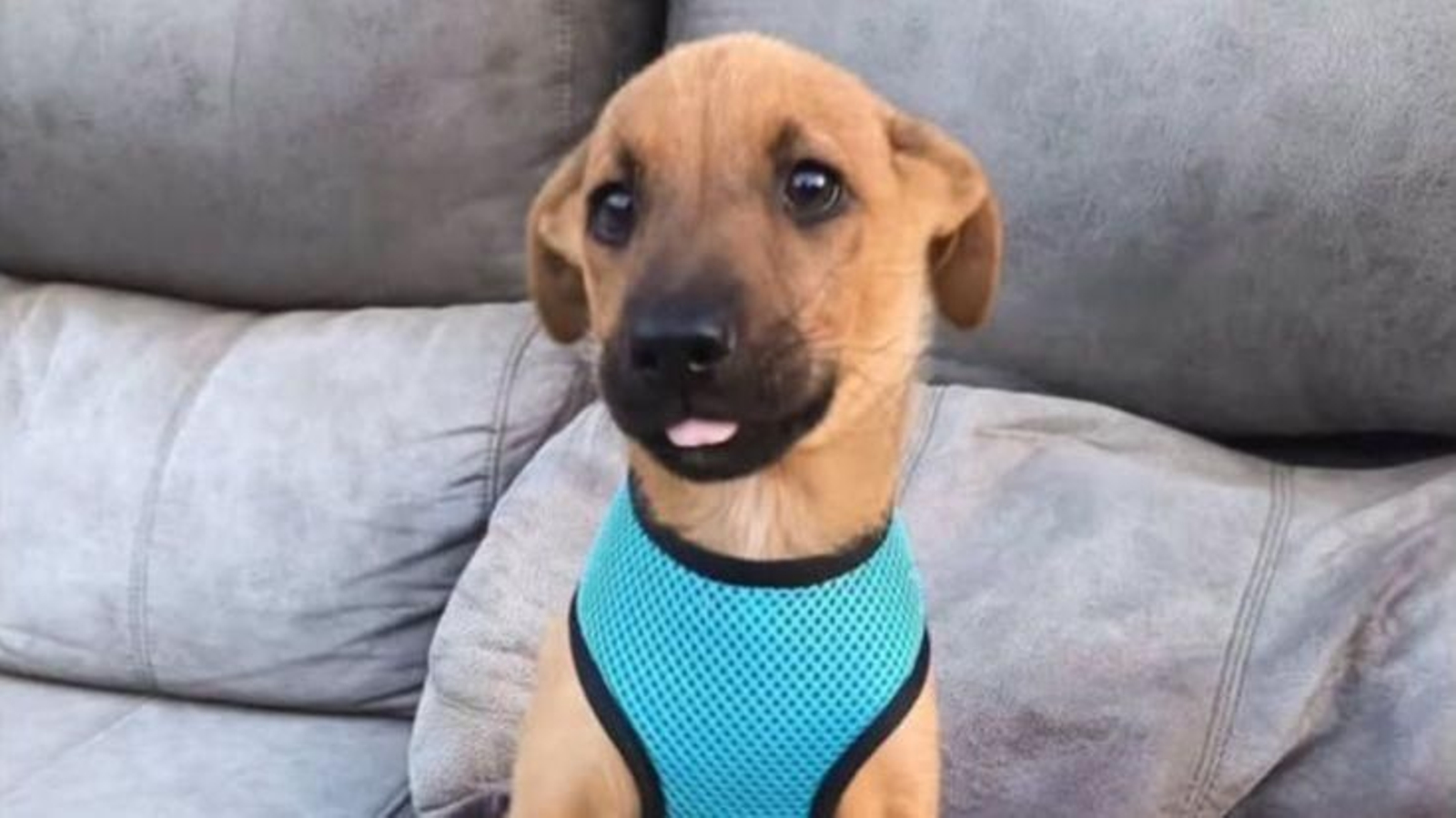 El pequeño Tadeo, que busca hogar en Ourense.