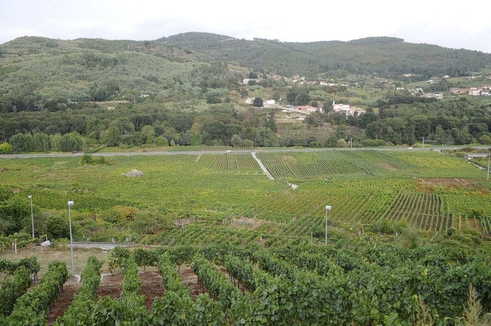 Viñedos de la Denominación de Origen Ribeiro.