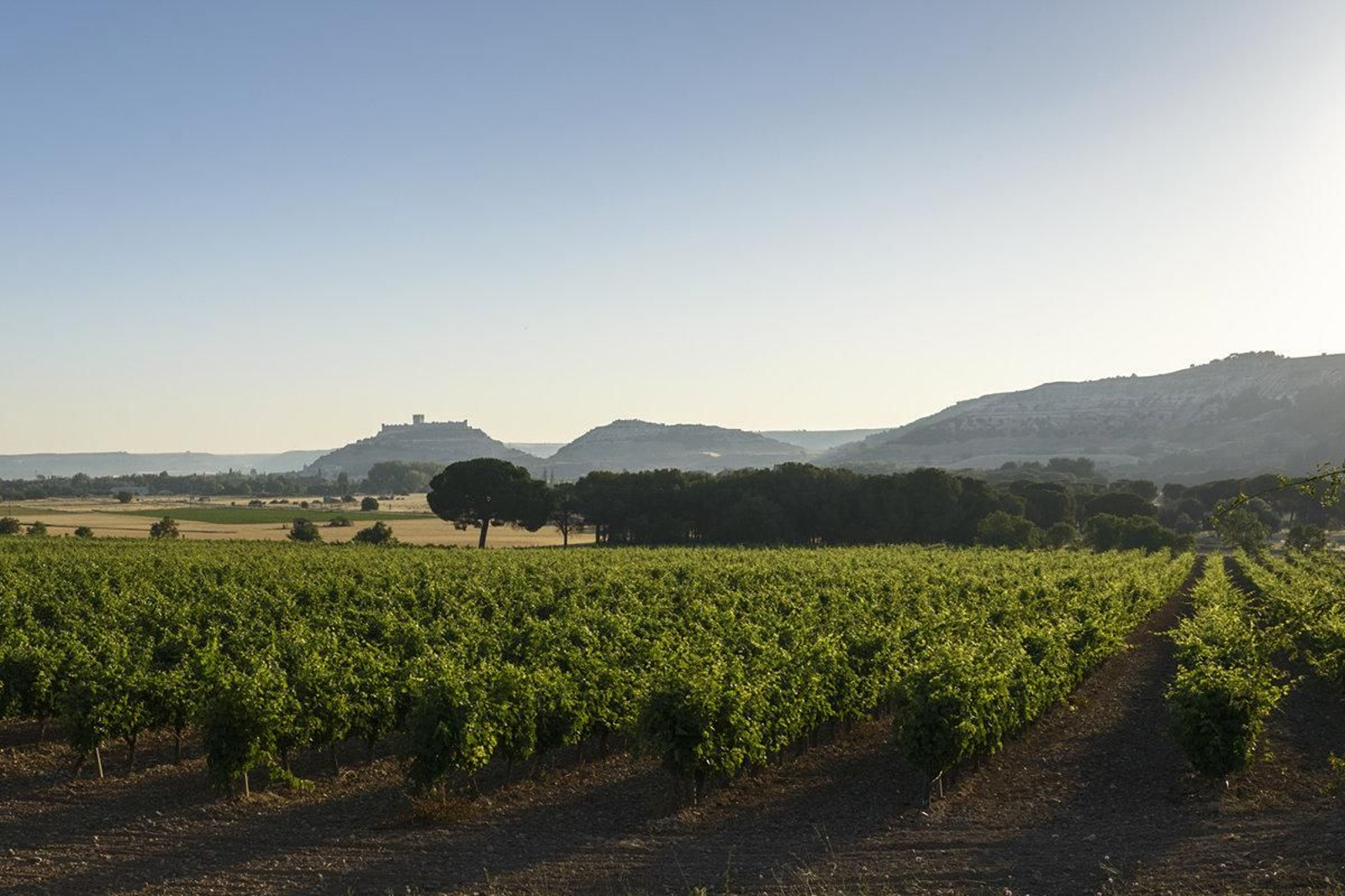 Ribera-Fompedraza-2015-37