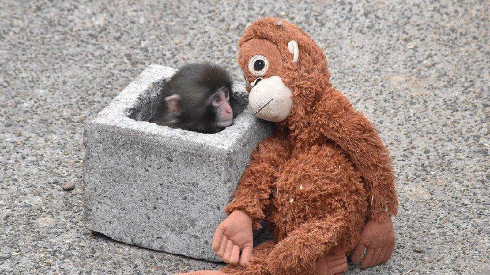 Punch, el protagonista de la nueva historia viral en redes sociales.