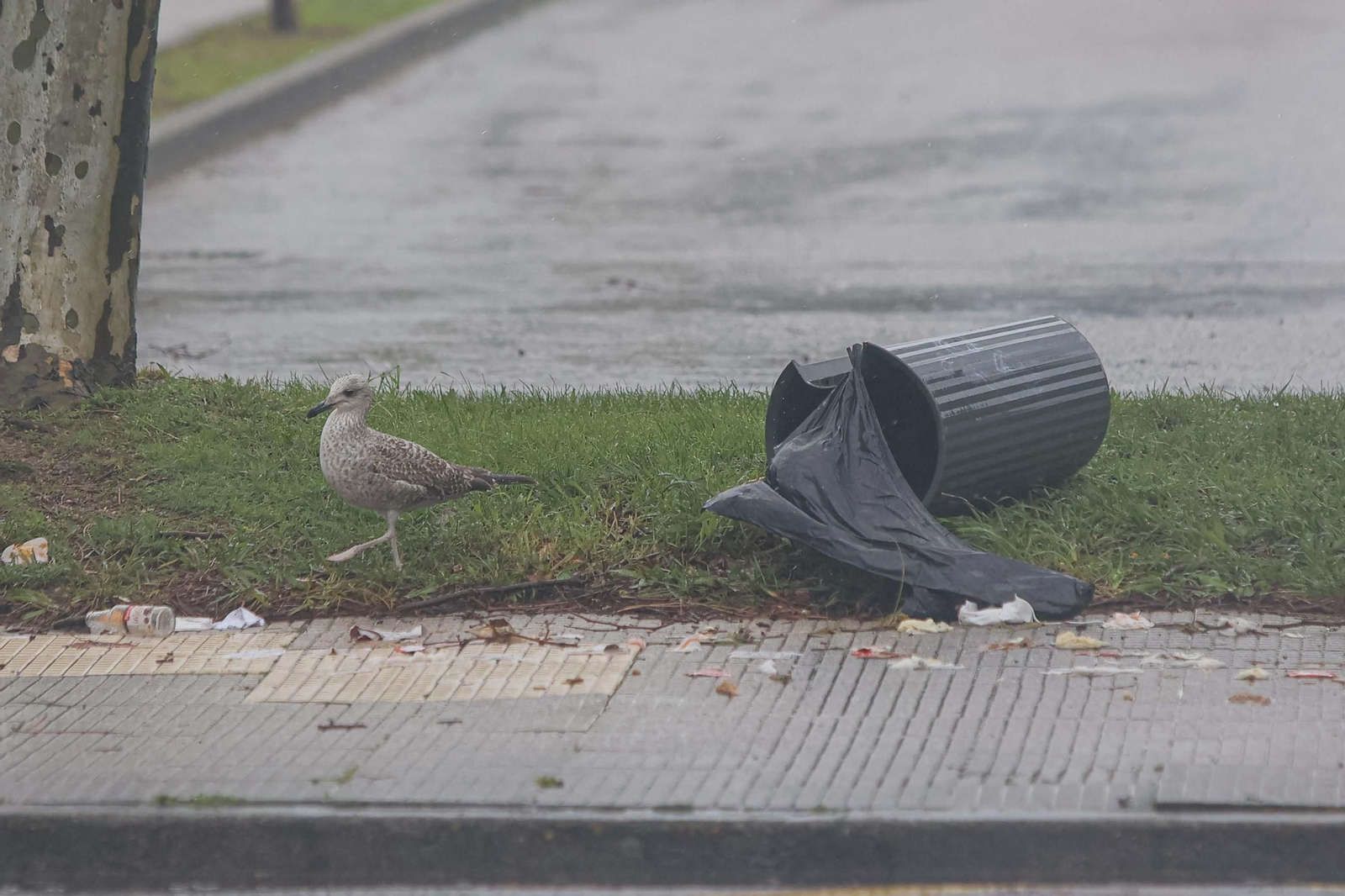GALERÍA | Los estragos de la borrasca Herminia en Vigo