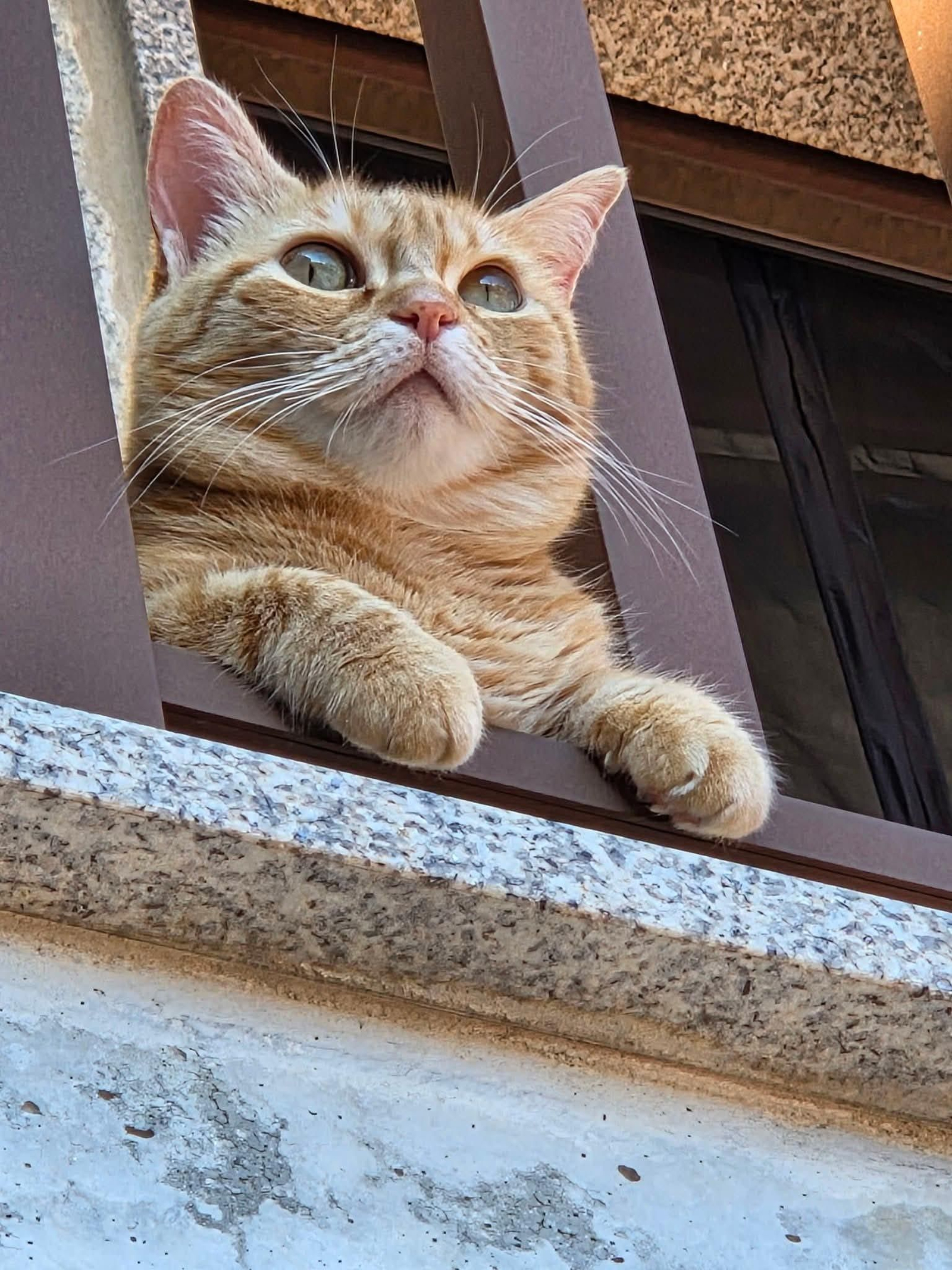 Josefina