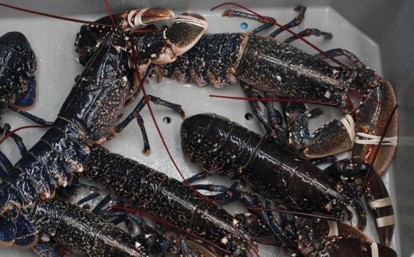 El bogabante solo se puede capturar los meses de julio y agosto en Galicia