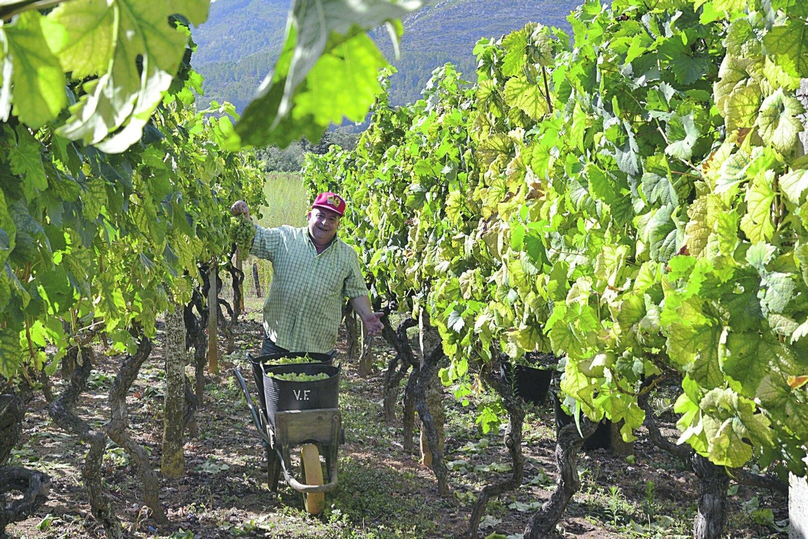 Vendimia en cultivos de la denominación Ribeira Sacra el pasado septiembre.