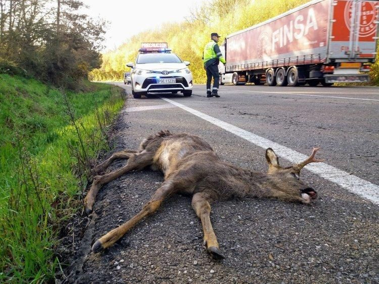 Imagen de archivo de un corzo atropellado.