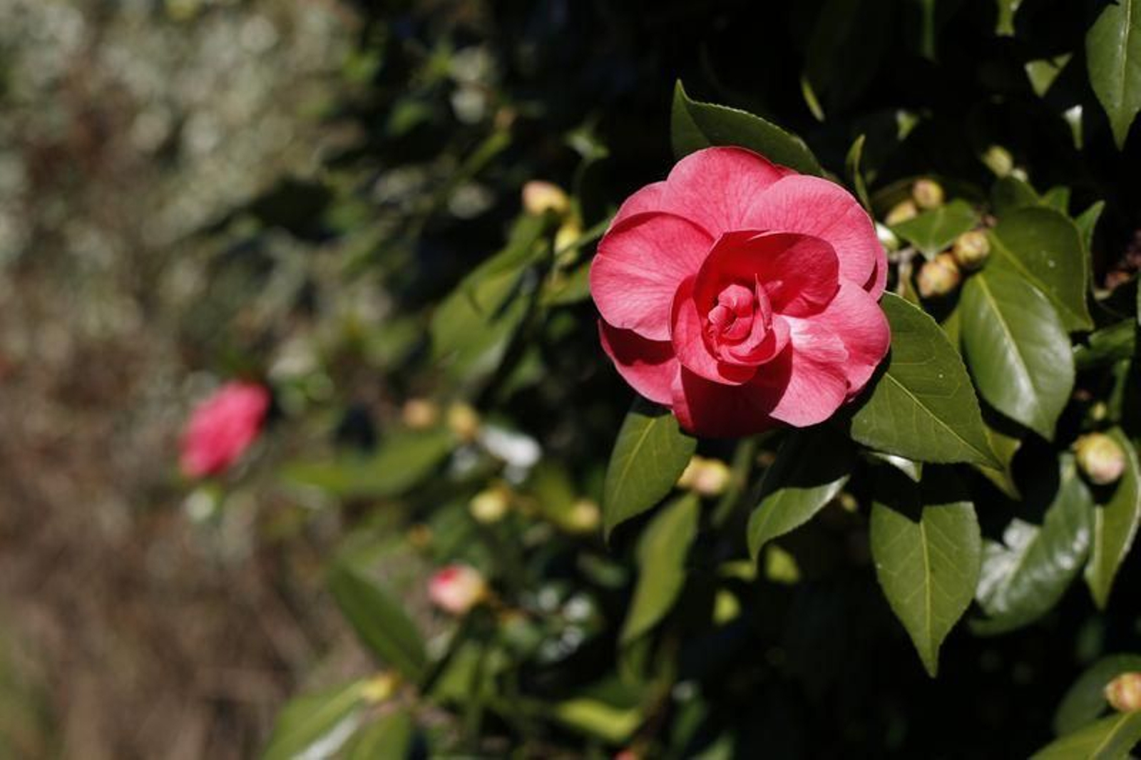 La primavera anticipada provoca la floración de árboles y cultivos // FOTO: XESÚS FARIÑAS