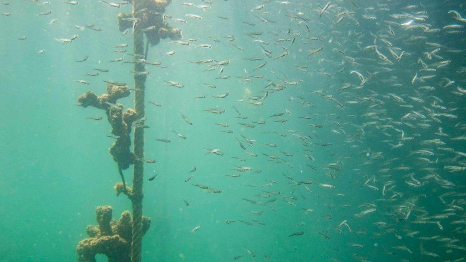 Los viveros de peces.