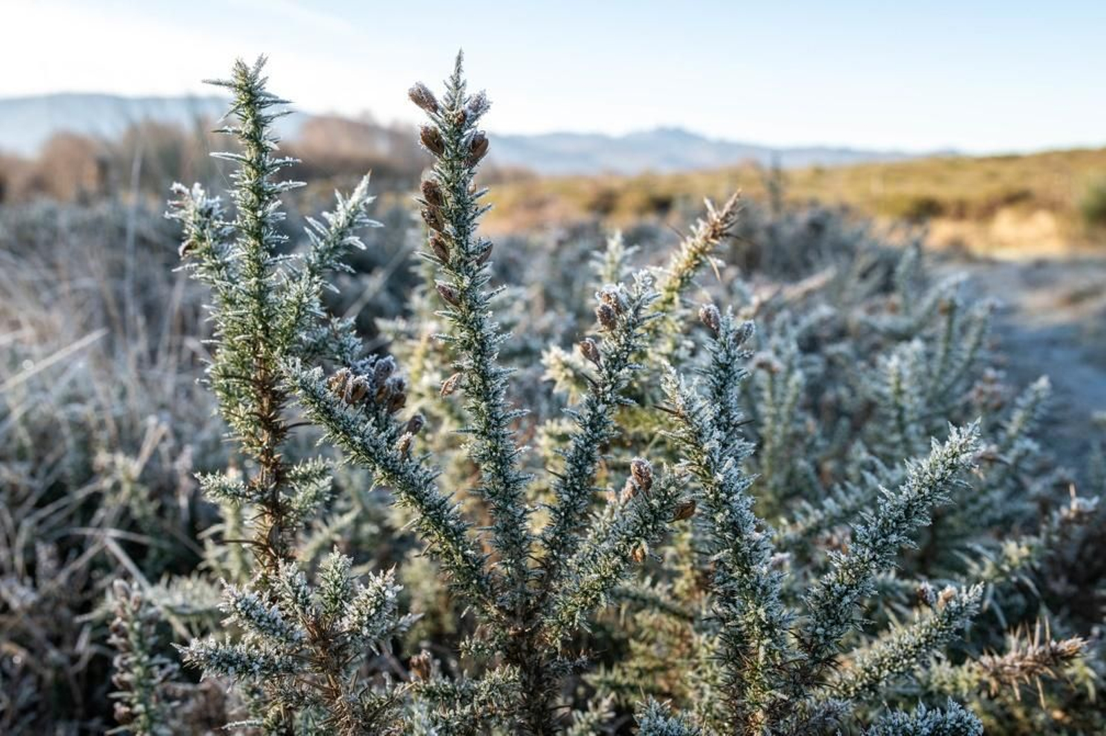 Frío y sol en Ourense.
FOTO: ÓSCAR PINAL