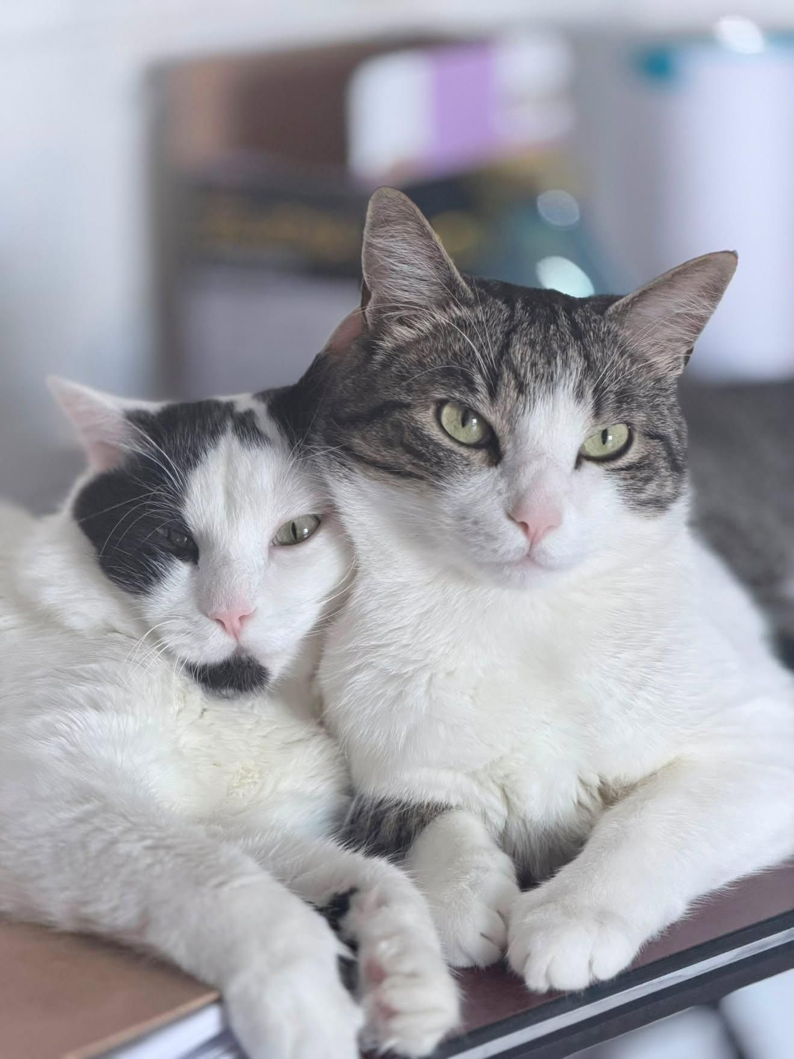 Bimba y Baloo