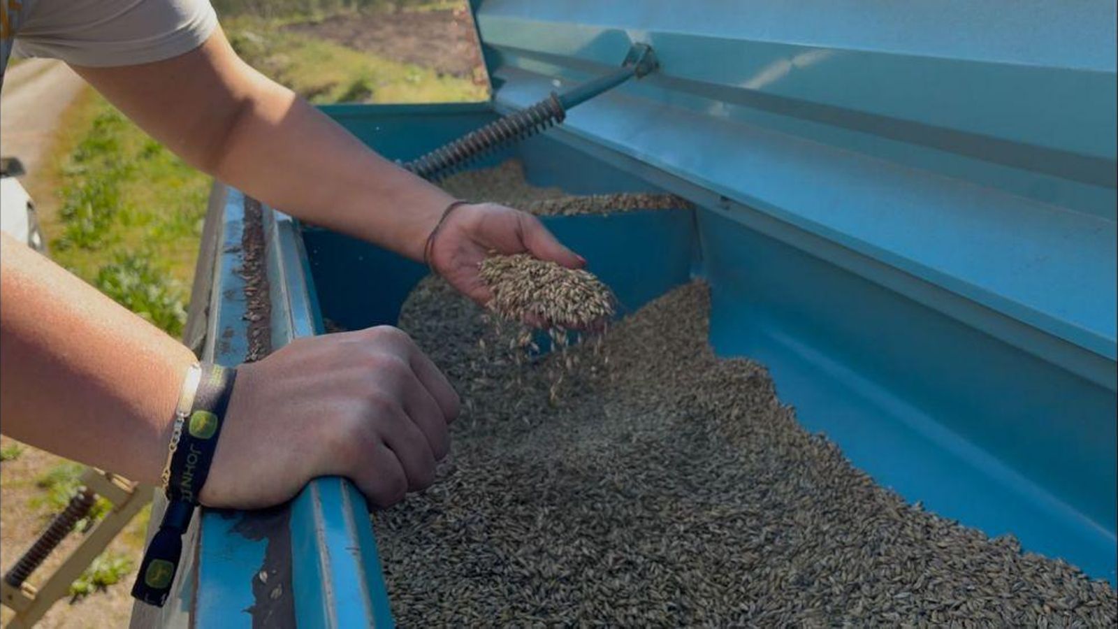 Melani collendo cebada.