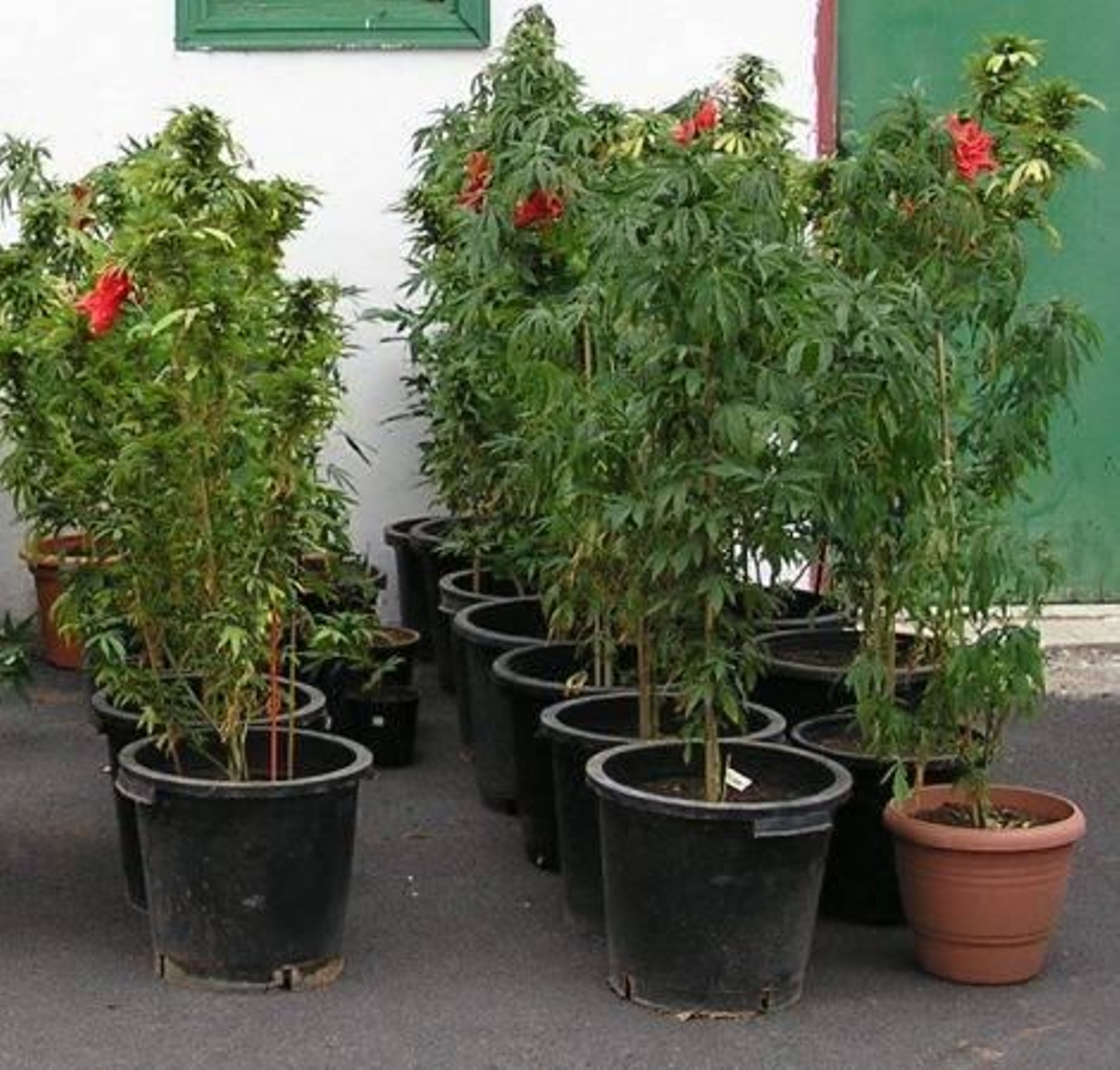 Plantas de marihuana