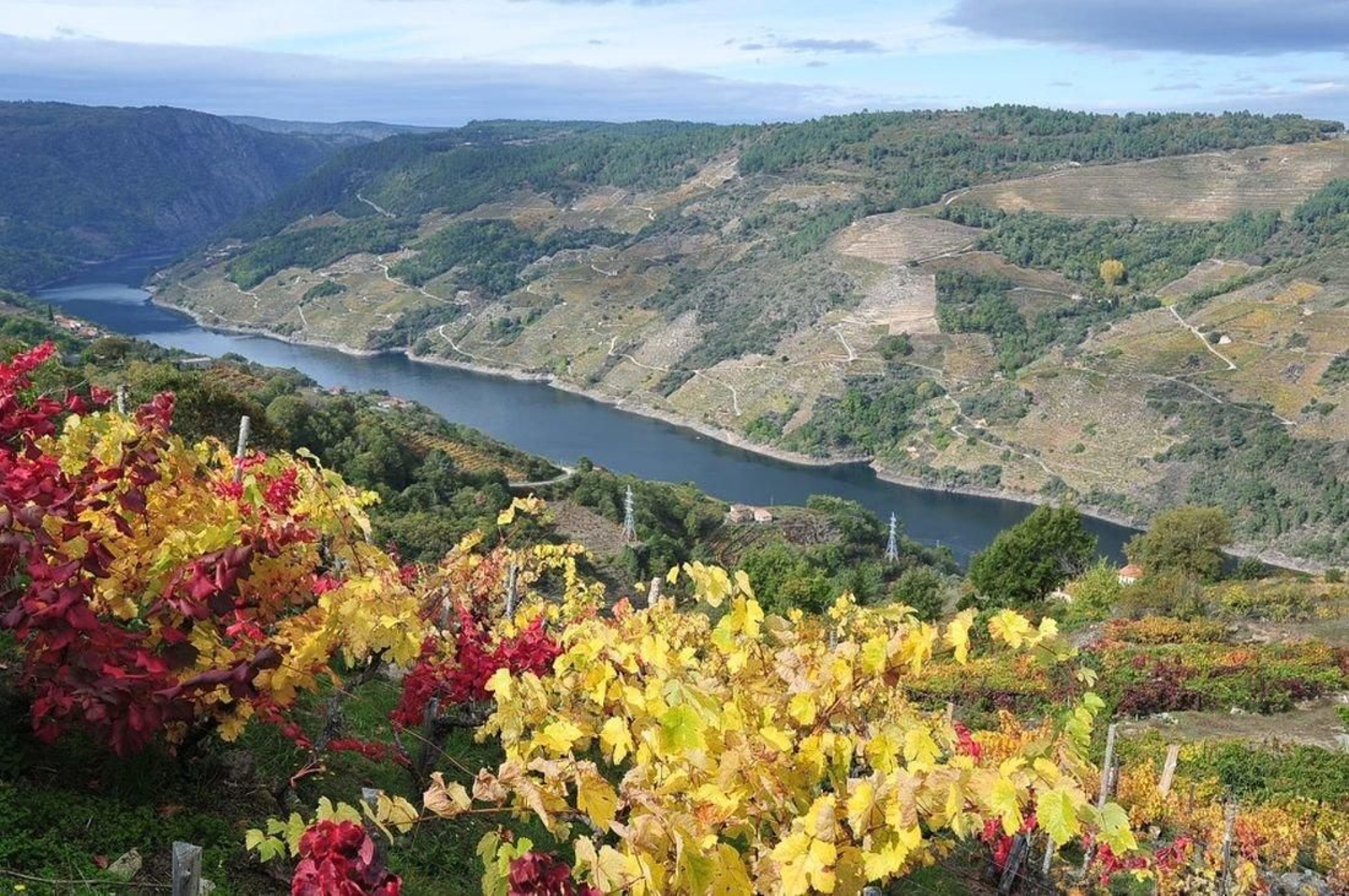 Escenarios para morirse en la Ribeira Sacra. Viñedos de otoño con el Sil de fondo. José paz