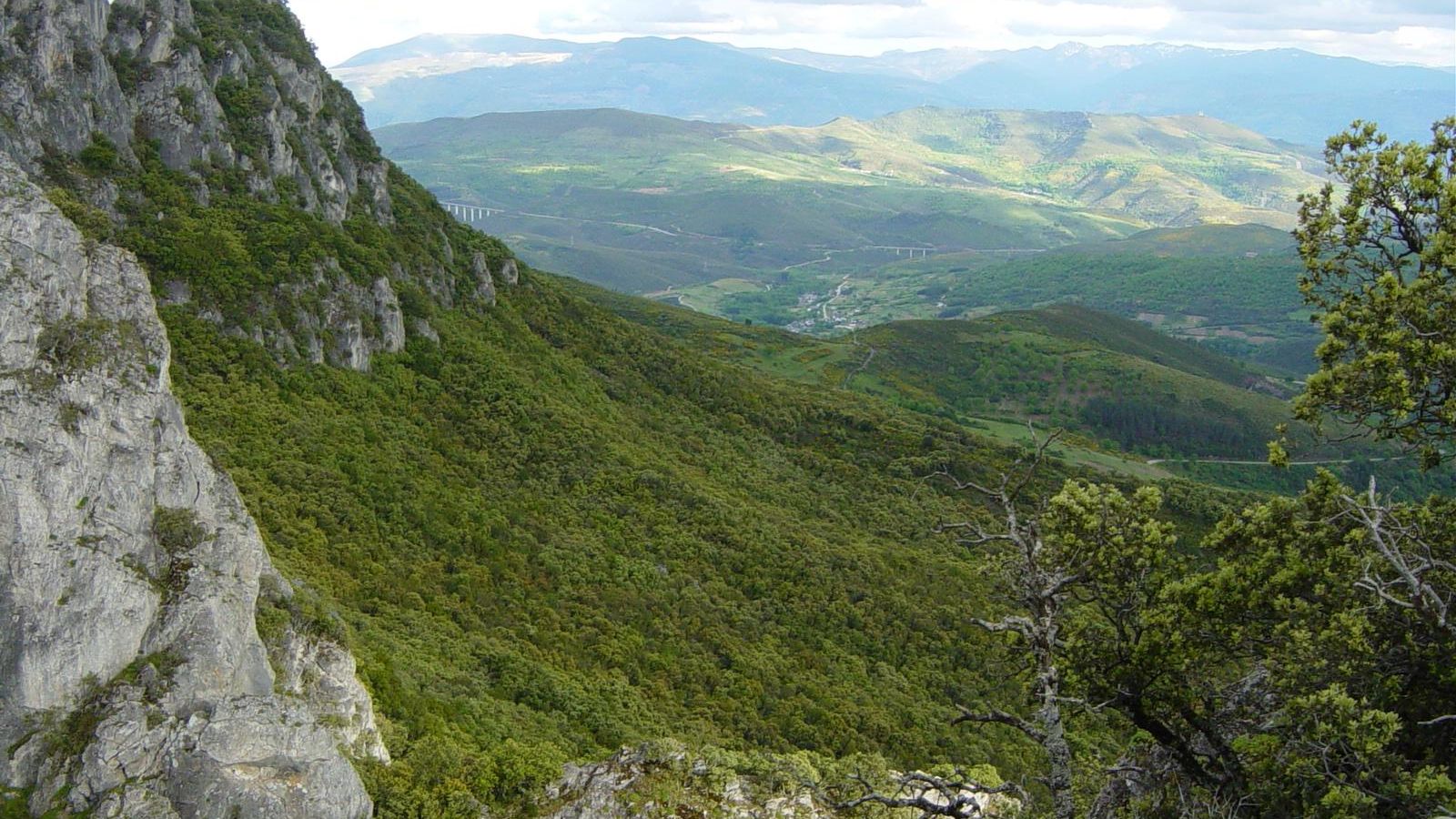 Aquí se atopan os aciñeirais máis extensos de Galicia