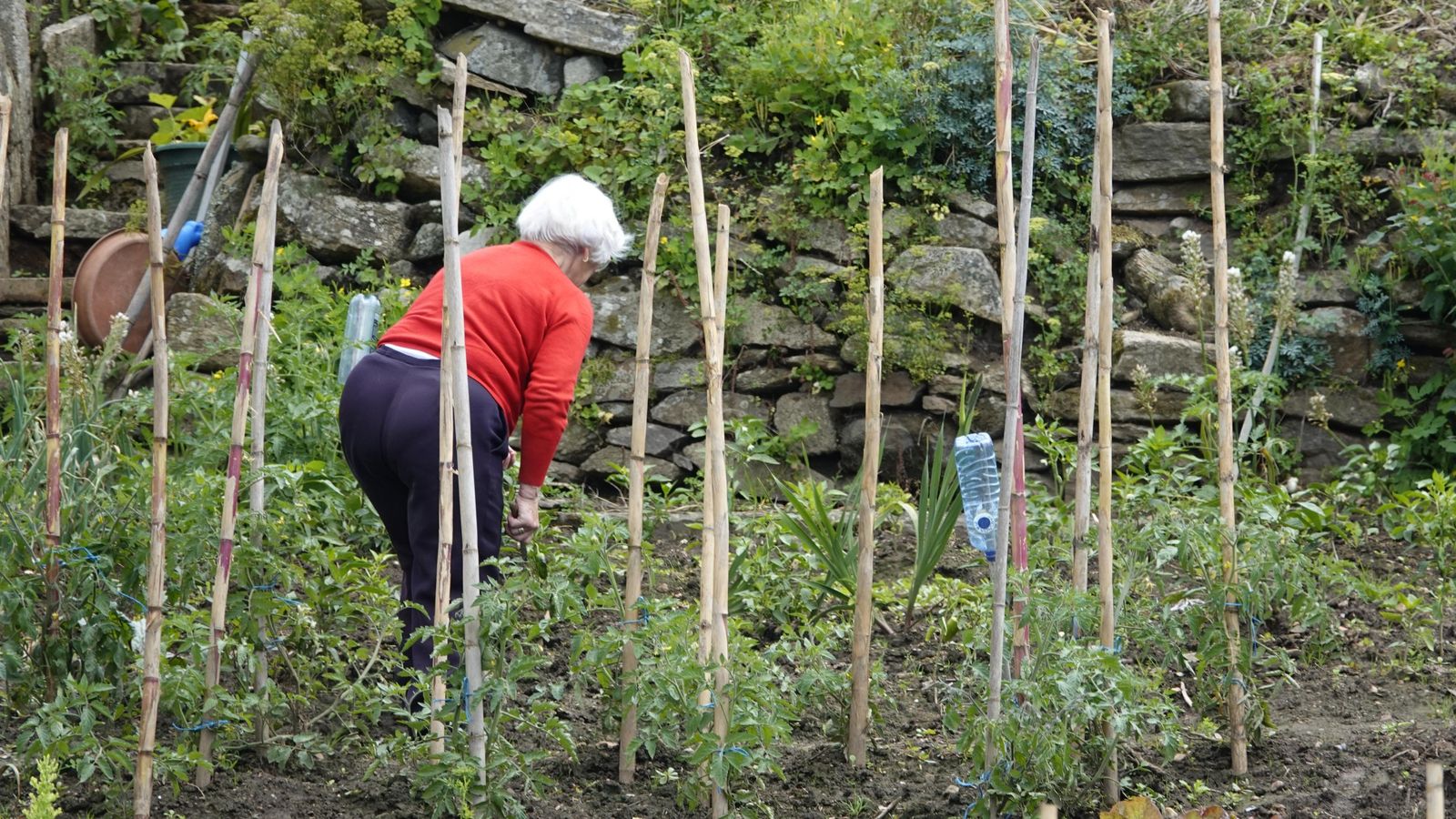 El rural dentro de la ciudad, los “urbanitas”, que combinan ambos mundos.