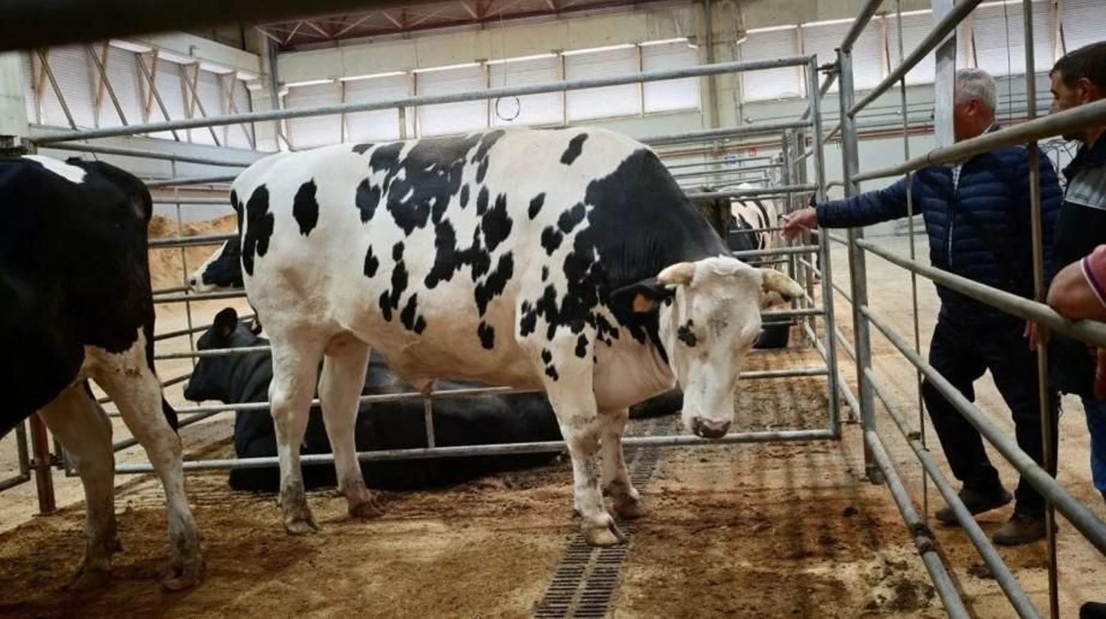 El buey de raza Frisona que alcanzó los 10.521 euros en la subasta de la Central Agropecuaria de Galicia, en Silleda.