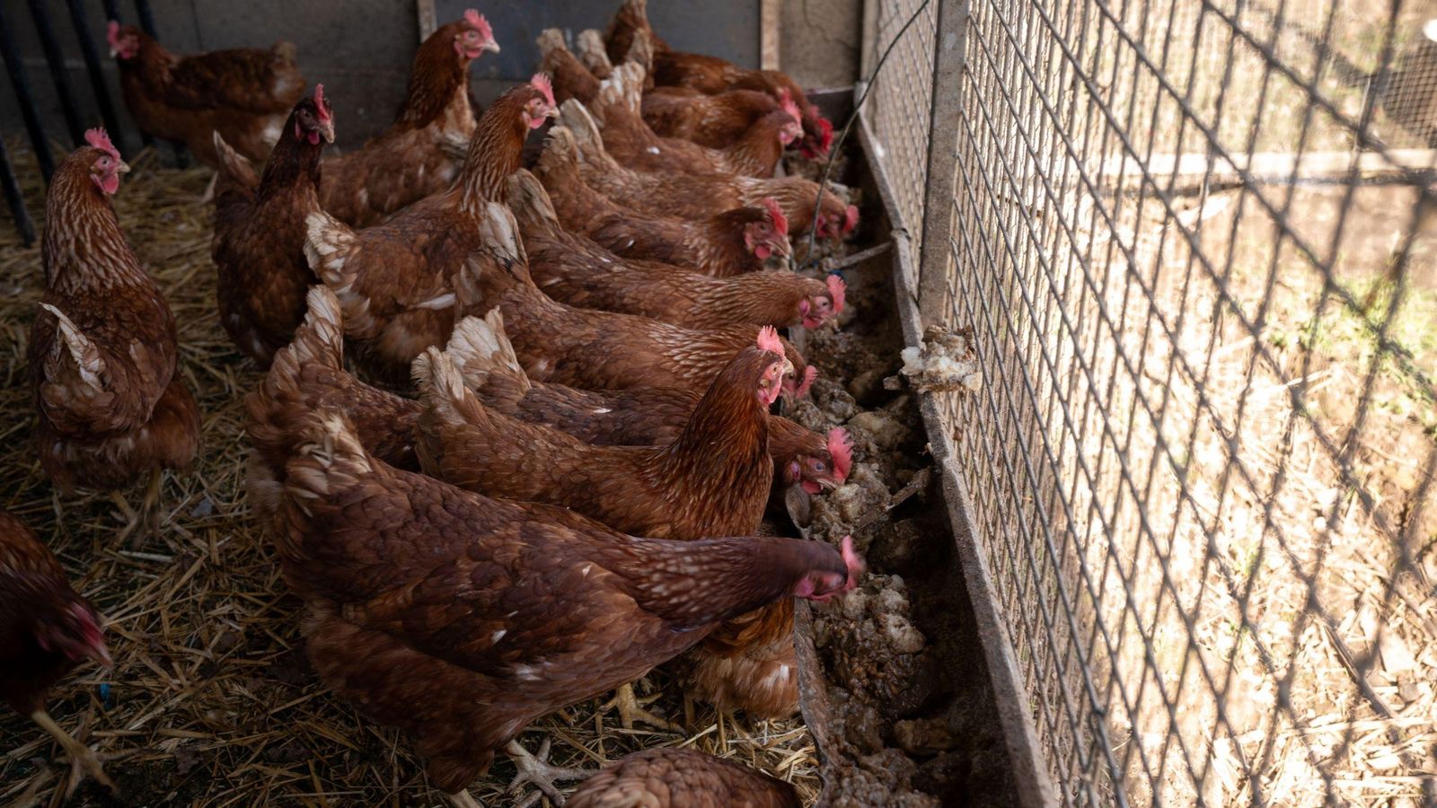 Las aves esperan pacientemente a que se levanten las restricciones por la gripe aviar.