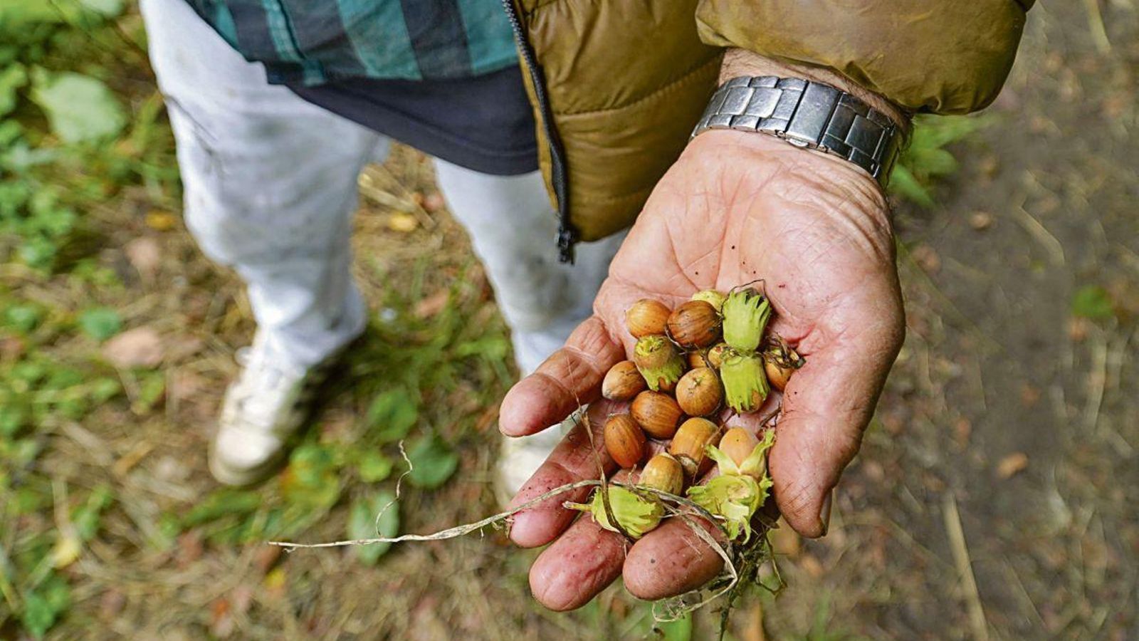 Cada temporada Manuel recorre la ruta para recoger avellanas. Viene desde hace diez años en busca de frutos del campo.