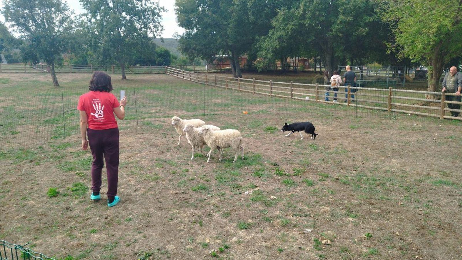 Exhibición de perros de pastoreo.