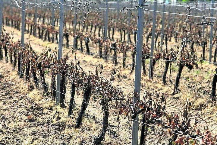 Un viñedo de Monterrei dañado por las heladas.
