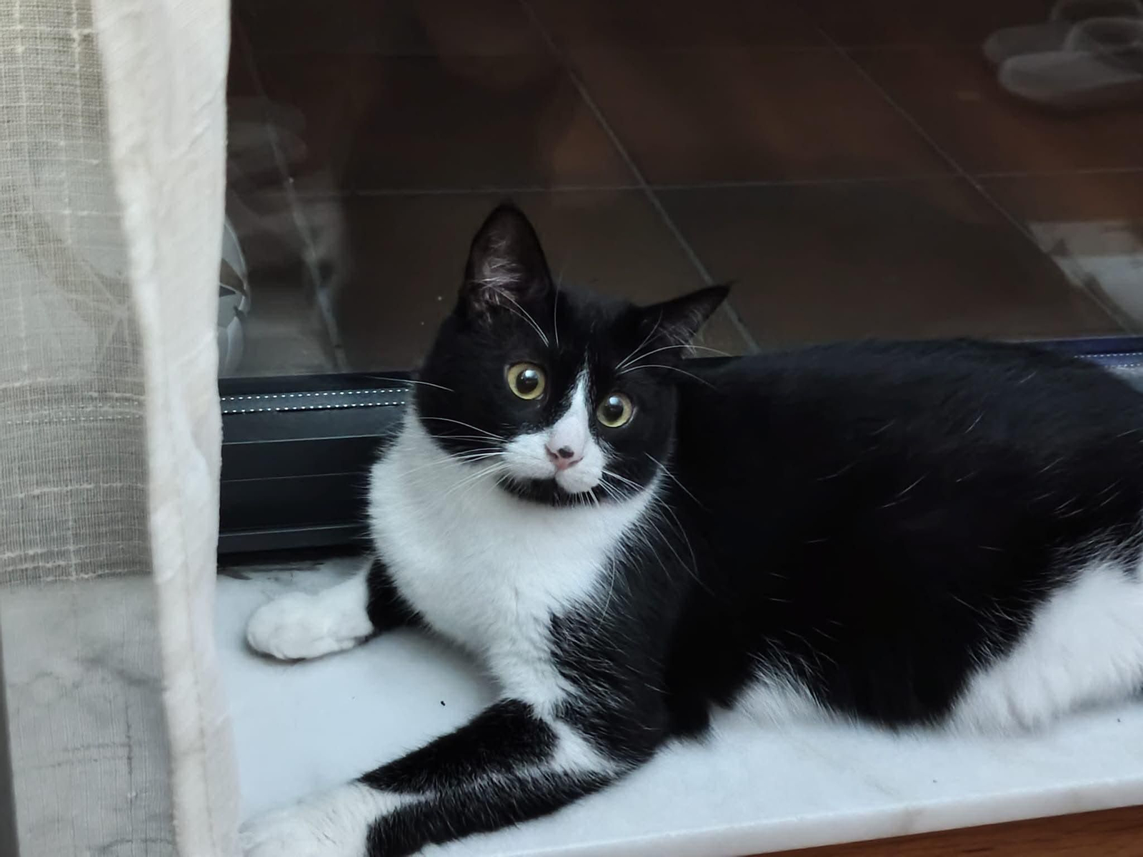 Morgana