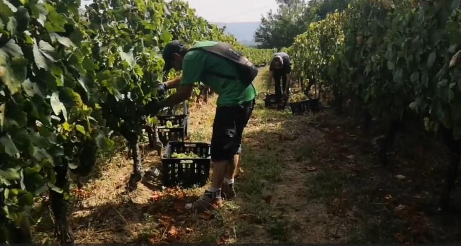 Vendimia en O Ribeiro.