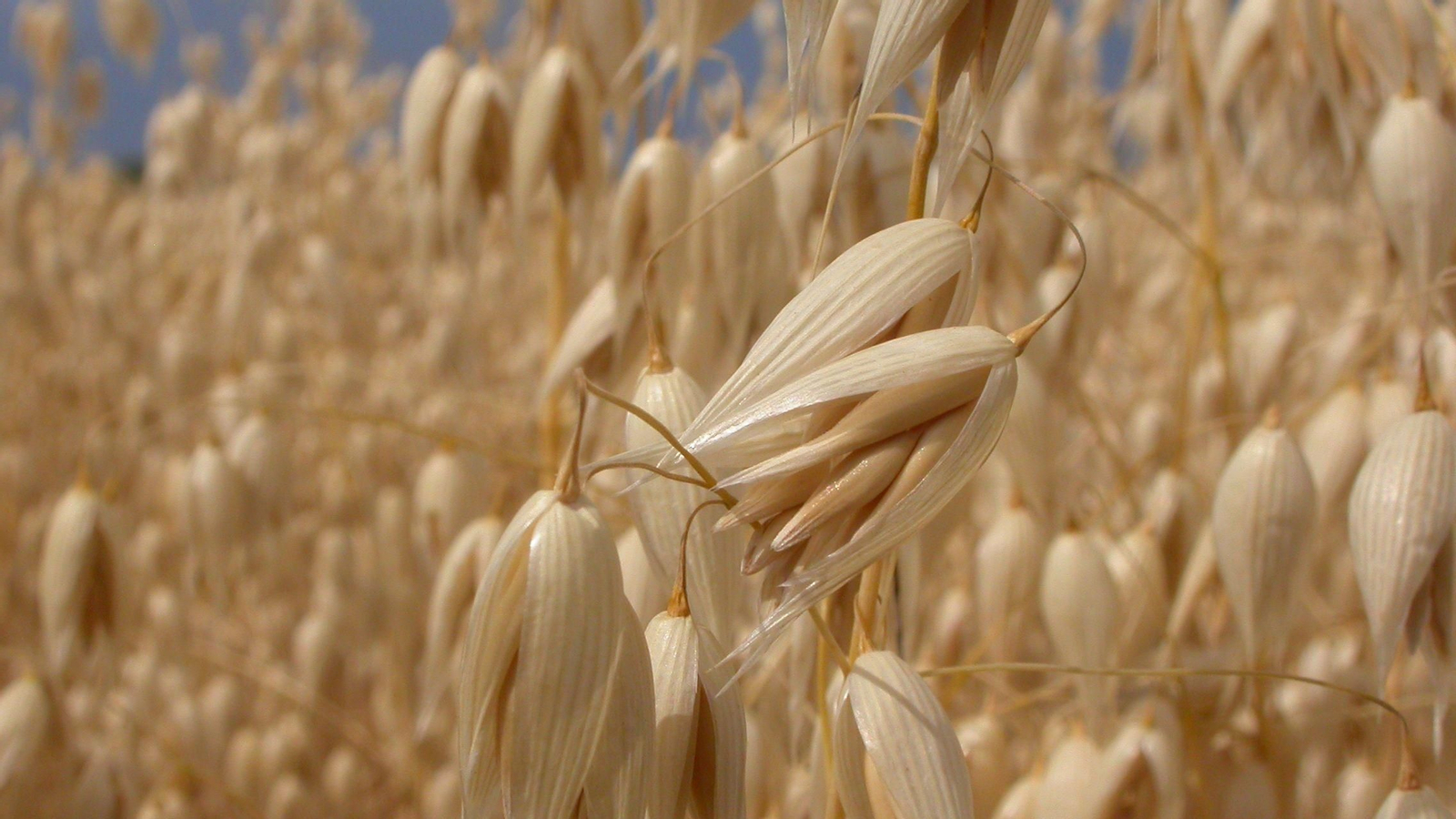 Una dieta intensiva a base de avena reduce el colesterol y mejora el metabolismo, según un estudio alemán