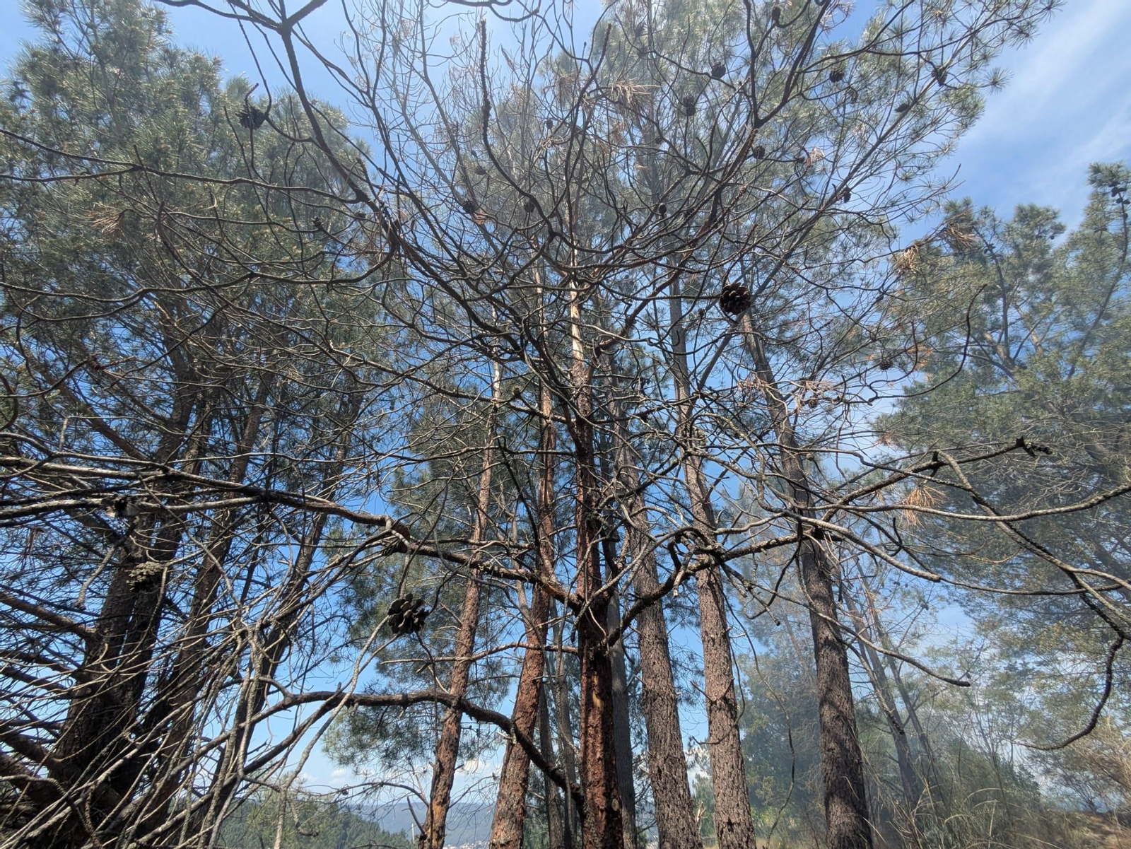 Así quedan los árboles tras el ataque letal del barrenillo de los pinos, en fotos