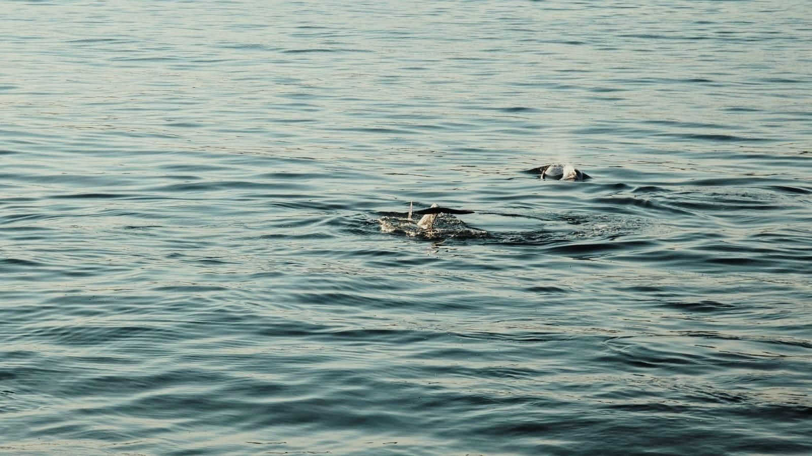 Ballenas en aguas de la playa de Rodas.