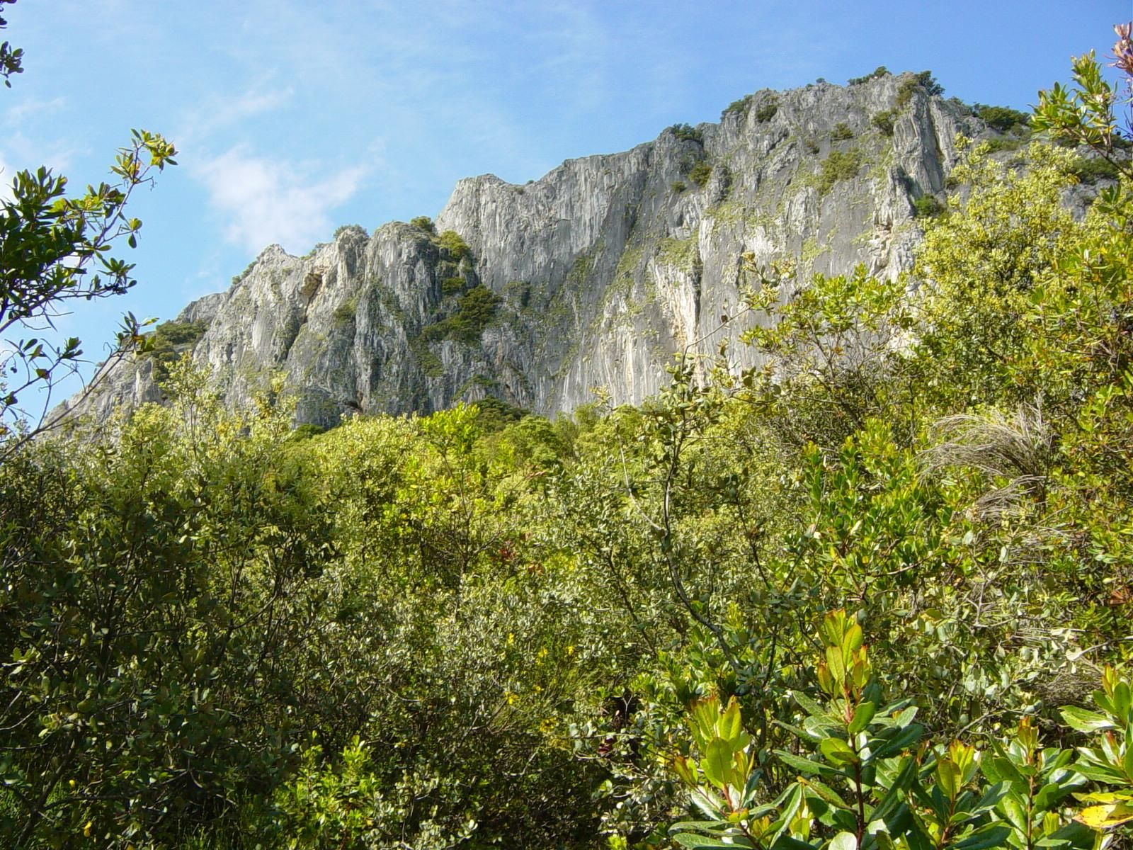 Érbedos no trabado sotobosque mediterráneo