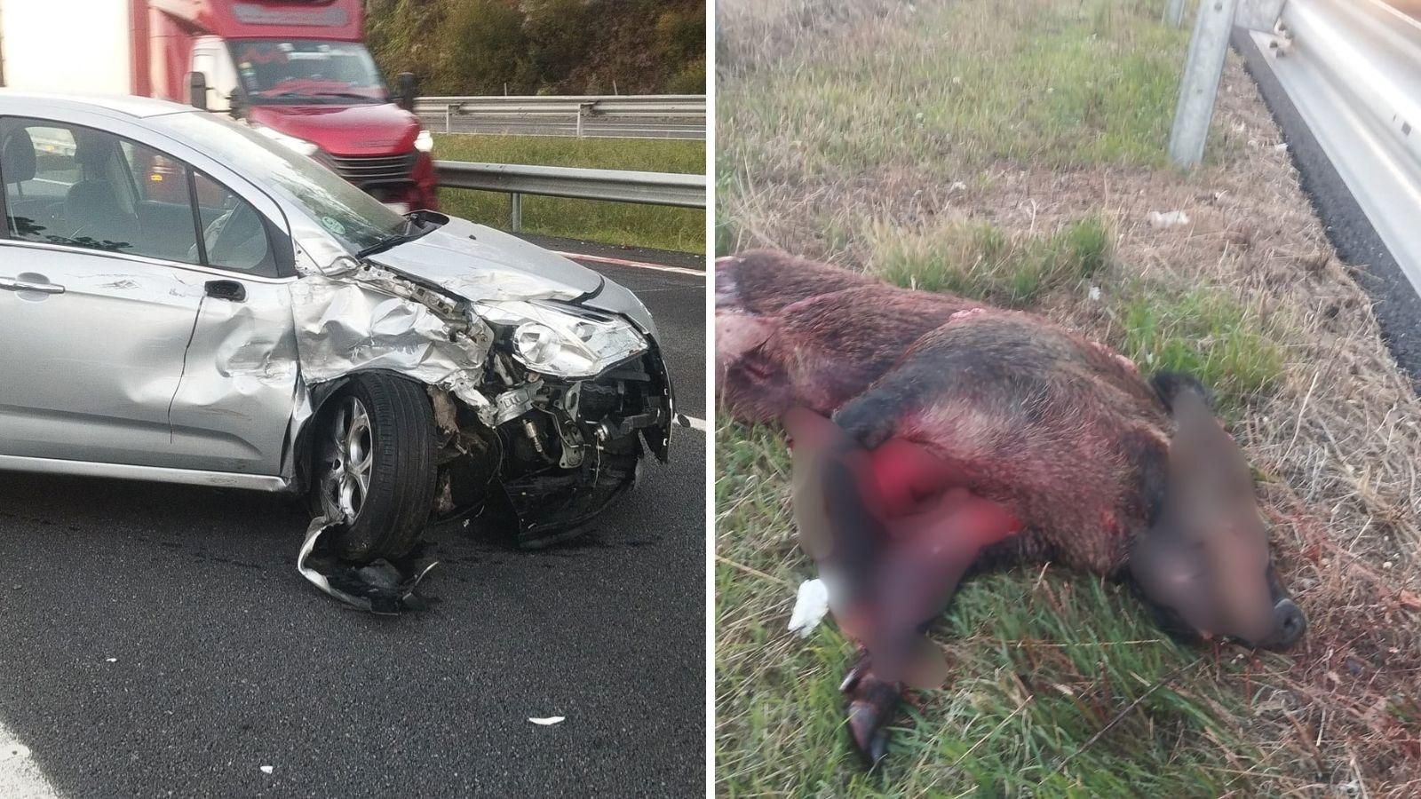 Uno de los vehículos implicados y el animal que causó el accidente