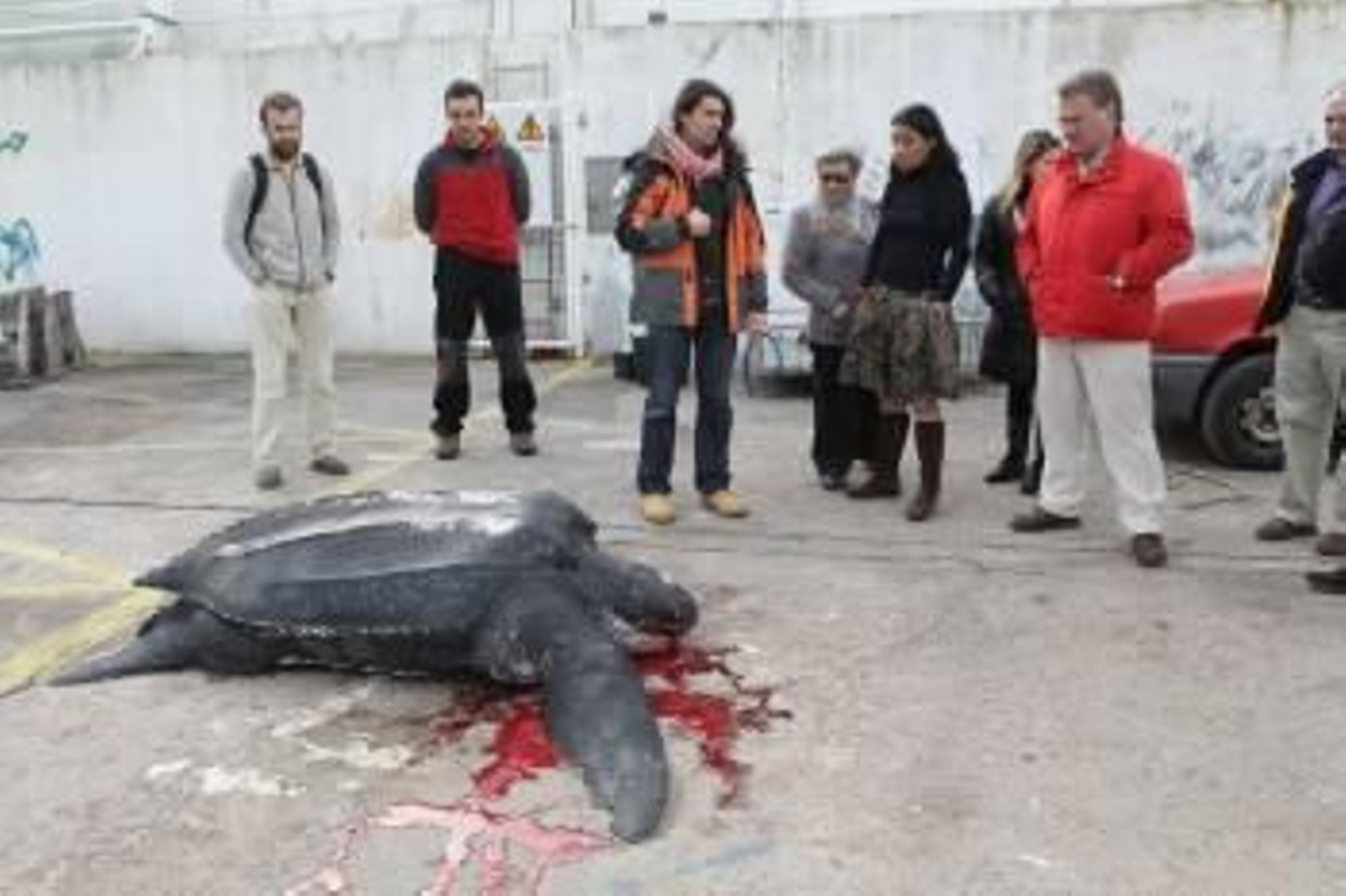 Tortuga laúd, en el puerto de Panxón en 2010.