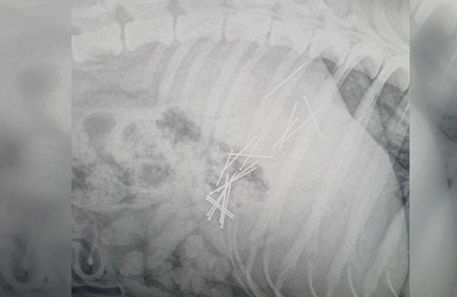 La radiografía muestra los alfileres en el estómago del perro. // Agallas