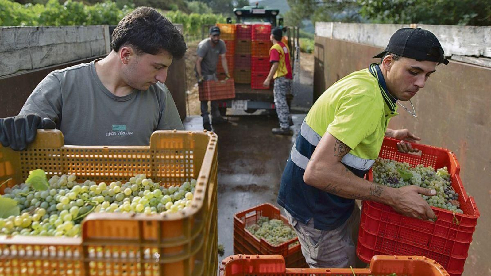 Vendimiadores apilan las cajas en el remolque de un tractor tras recoger la uva en una finca de Viña Costeira en Leiro.