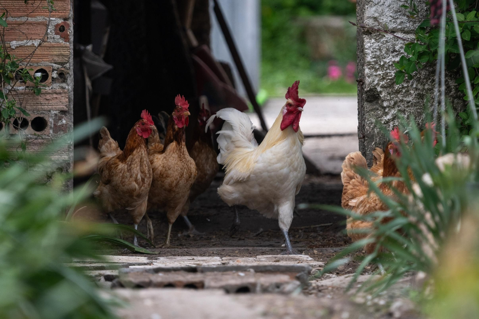 La carrera para salir del gallinero.