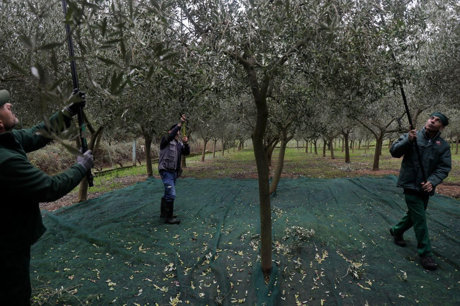 Vareo de olivares en Moreiras. José Paz