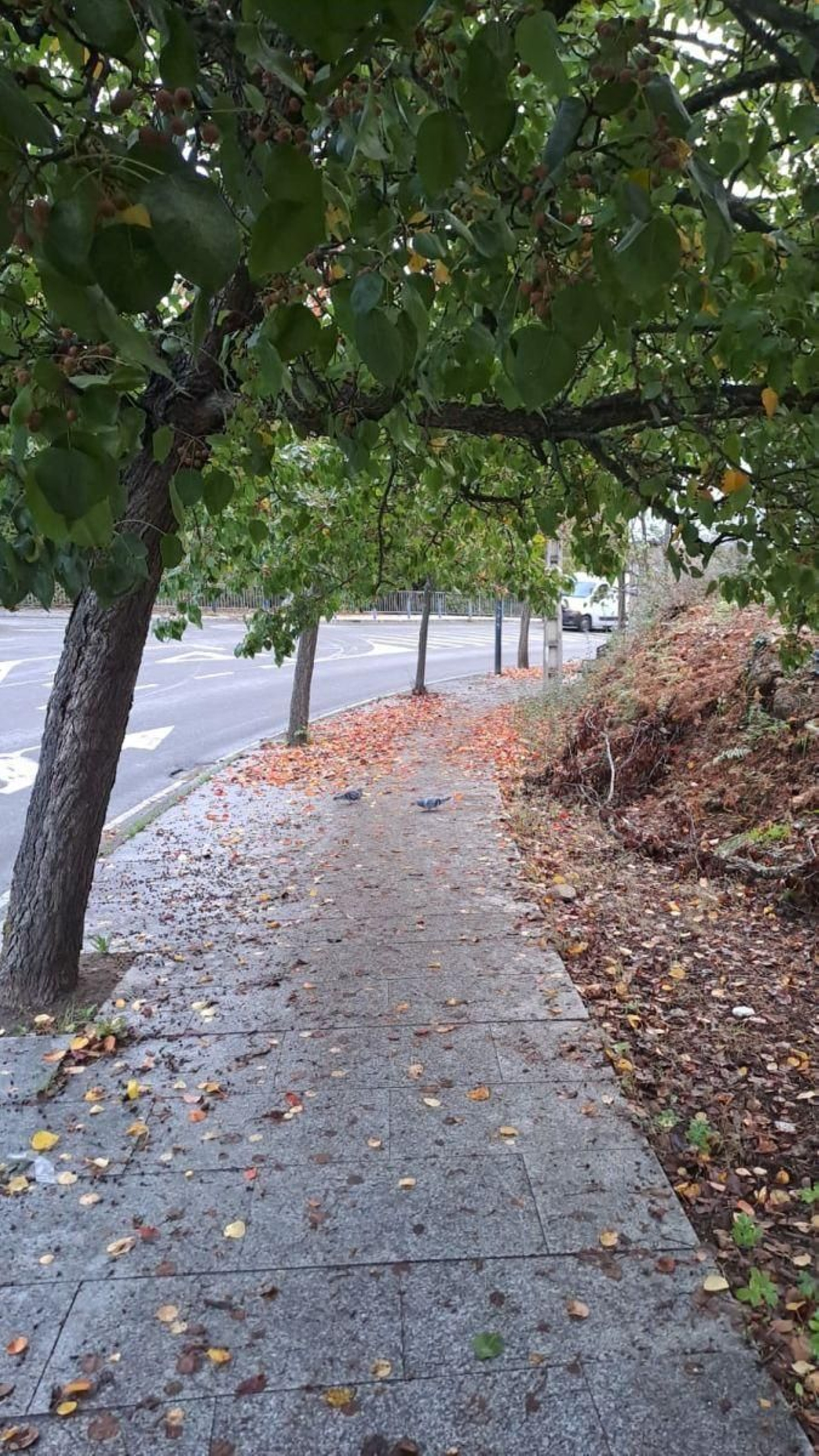 Una avenida descuidada