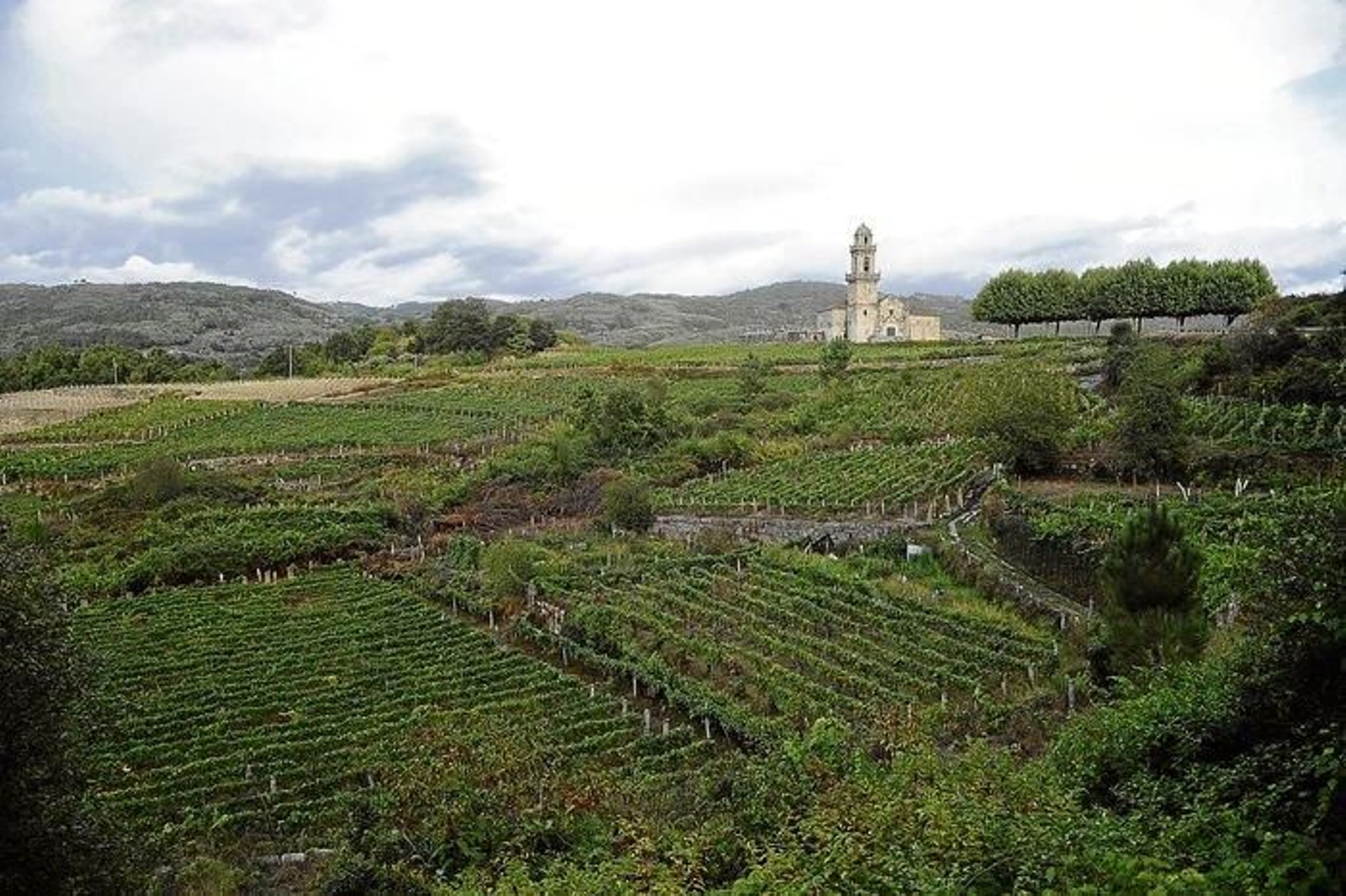 Un campo de viñedos en la comarca de O Ribeiro, na de las cuatro denominaciones existentes en la provincia.