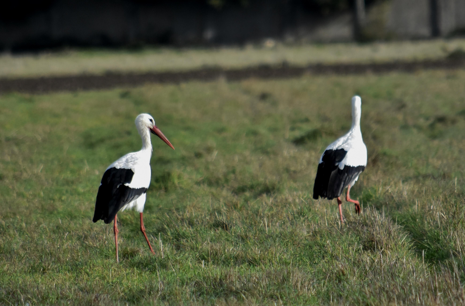 Las cigüeñas pasan el día en los prados de A Limia y luego se van a sus nidos.