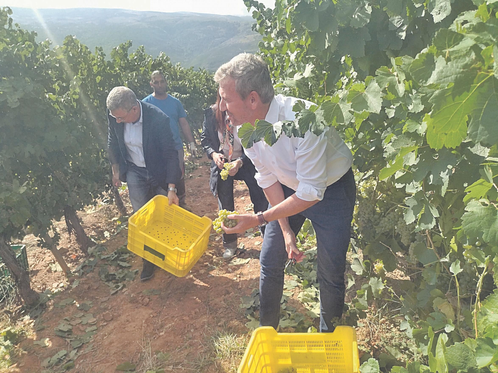 Alfonso Rueda muestra un racimo de uvas que acaba de arrancar.