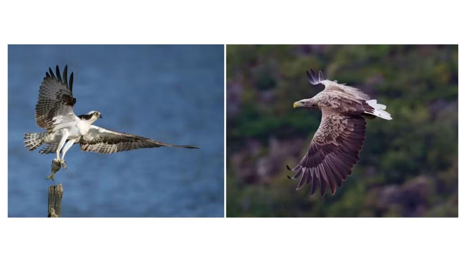 Un águila pescadora y una águila de cola blanca.