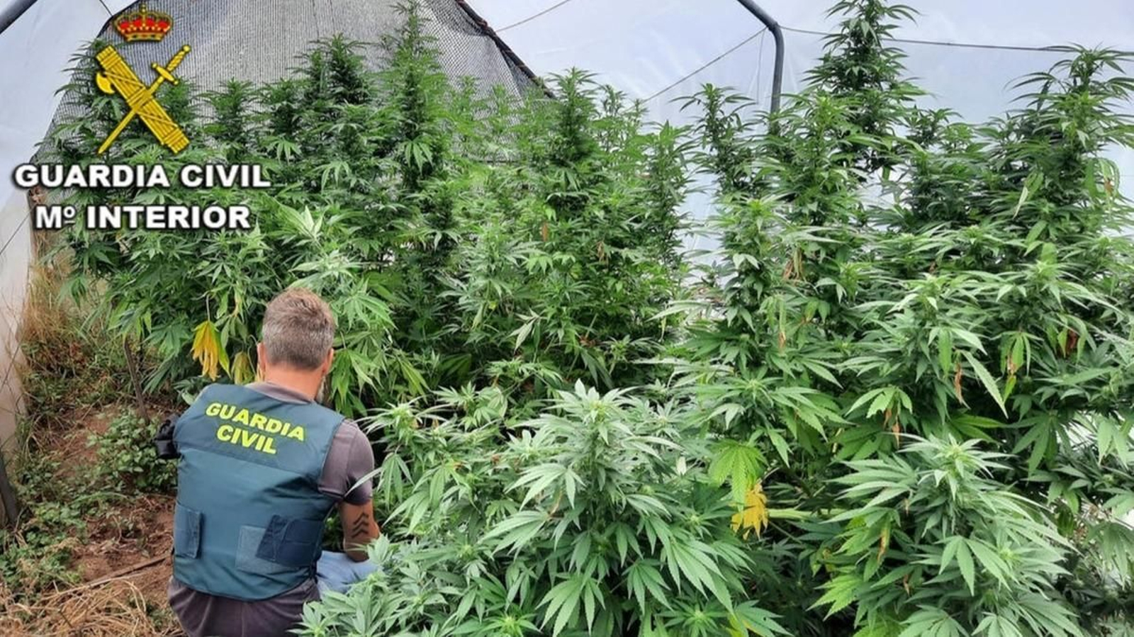 Una de las plantaciones desmanteladas por la Guardia Civil en Tui en el mes de febrero.